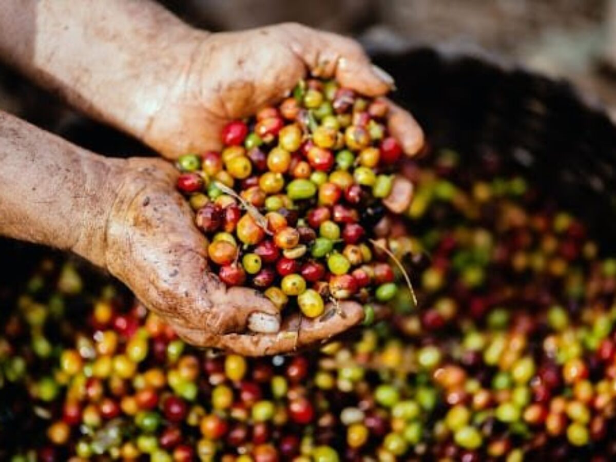 Kopi Arabika Local